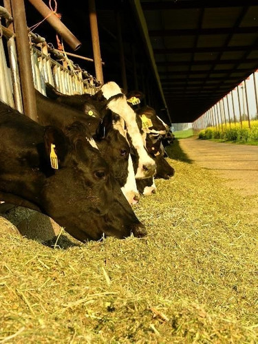 millet for cattle feed.jpg