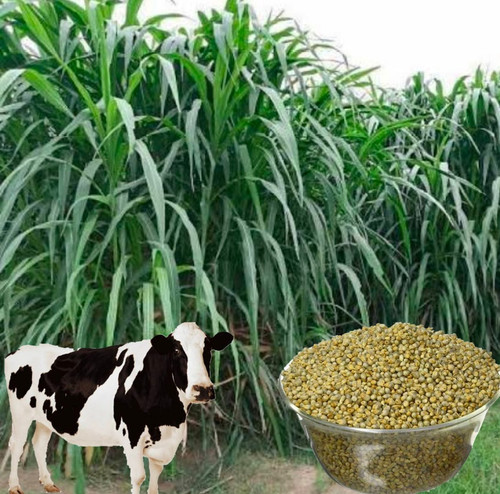 1 b 1 hybrid original imaguzhjyn.jpg