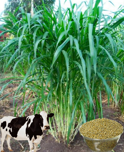 1 b 2 hybrid original imaguzhdbc.jpg