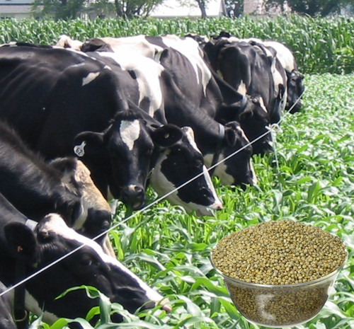 Cows Grazing Sorghum Sudan 6.jpg