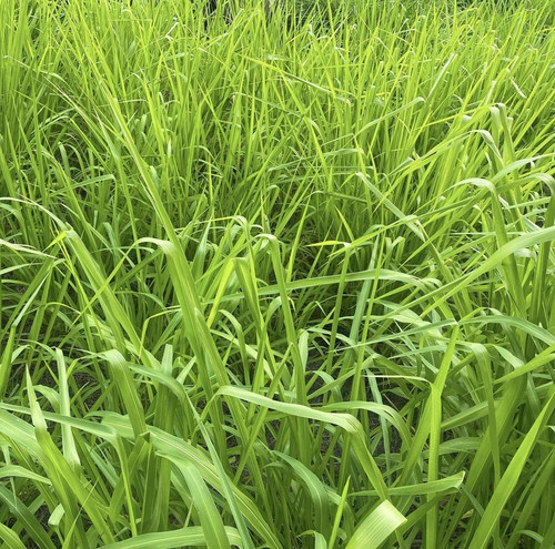 napier grass pennisetum purpureum slender green leaves used as food for ruminants can be cut and des.jpg