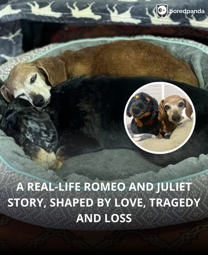 2. Dog loses best friend, dog shelter.png