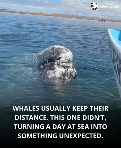 1.whale approaches boat edit.png