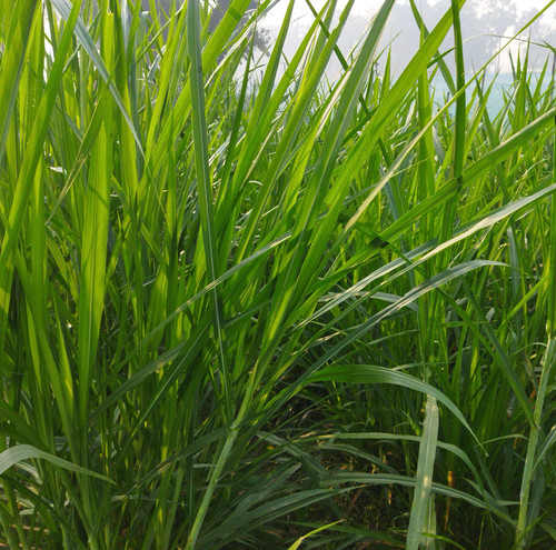 vecteezy napier grass cultivation methods and nutritional properties 36153603.jpg