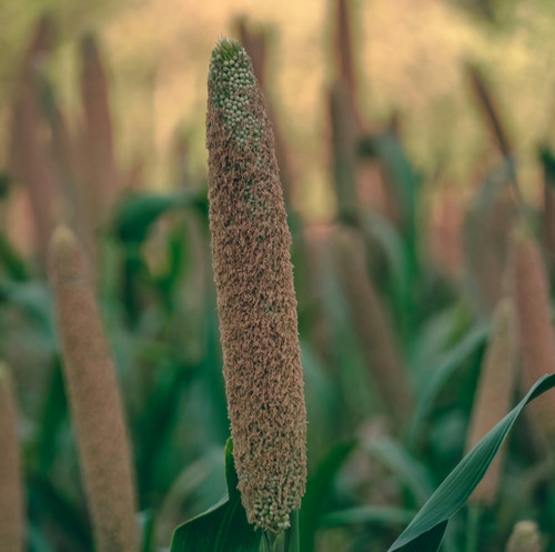 pexels ranjeet chauhan 485922 16977456.jpg