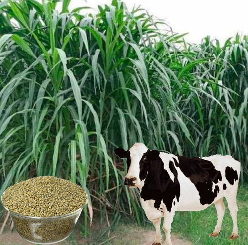 71jNCJVB5sL. AC UF1000,1000 QL80.jpg