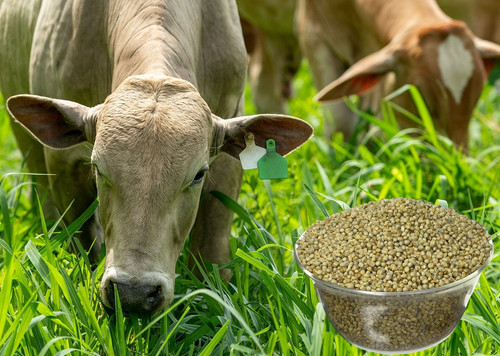 0825M1 1960A 1800x1012.jpg