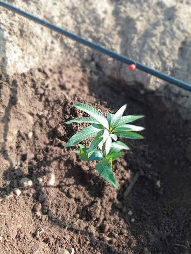 HATFU SWoAA5AIt?format=jpg.jpg