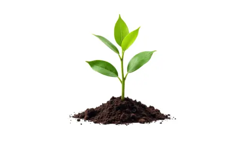 landscaping 22.webp