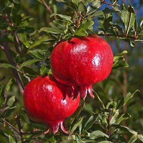 60 anar fruit hybrid seeds a1637.jpg