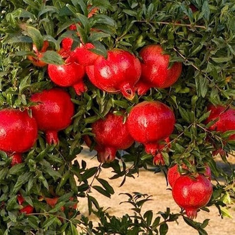 yes perennial yes bedana plant a.jpg