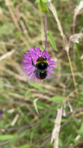 Nm LltsWNloB2BVB.jpg