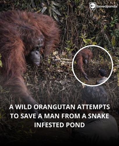 5. Wild orangutan tried to save a man from a snake pond.png