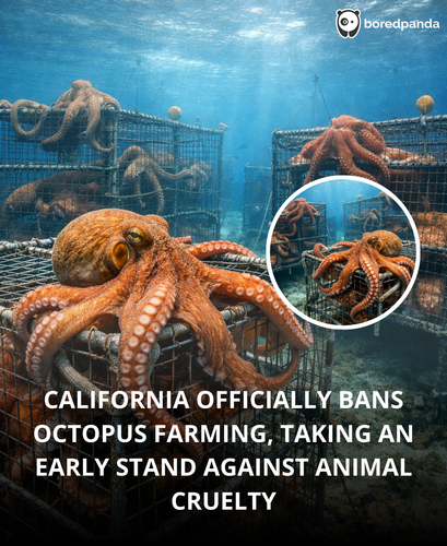 6. California bans octopus farming.png