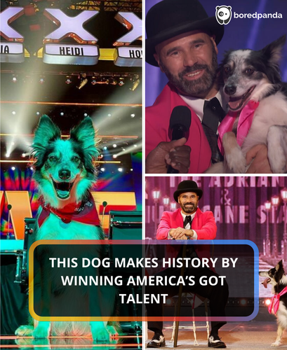 3. Dog wins America's Got Talent.png