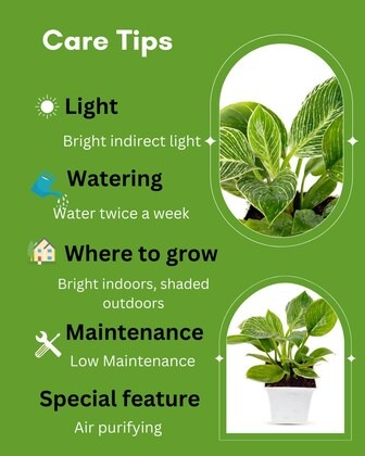 phulwa philodendron birkin natur.jpg
