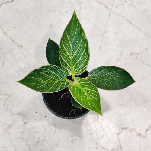 philodendron birkin variegated 1.jpg