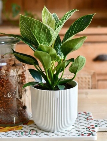 yes perennial no live plant indo.jpg