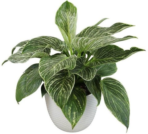 yes perennial no live plant indo (1).jpg