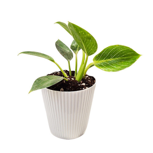 IMG 20240727 WA0026.jpg