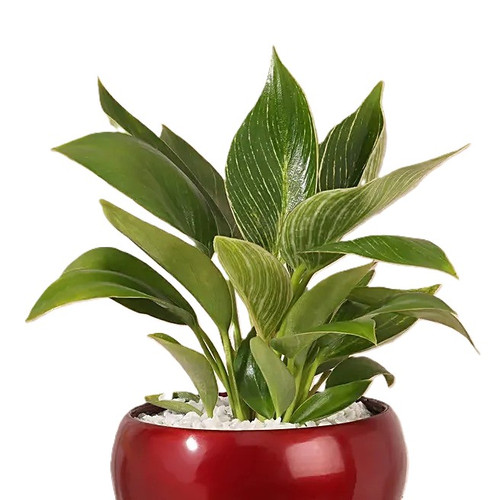 philodendron birkin charm desk p.jpg