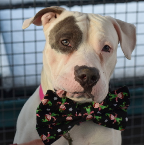 G8eD1 FbEAAaOvf?format=png.png