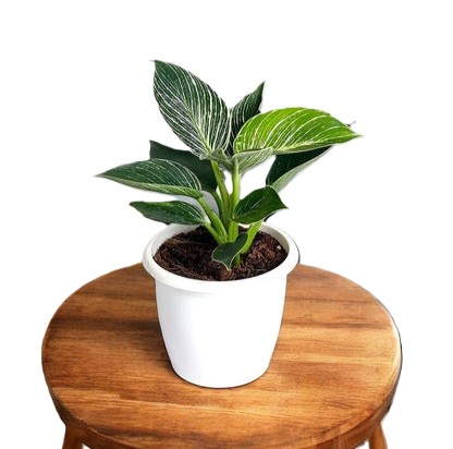 Philodendron Birkin.jpg