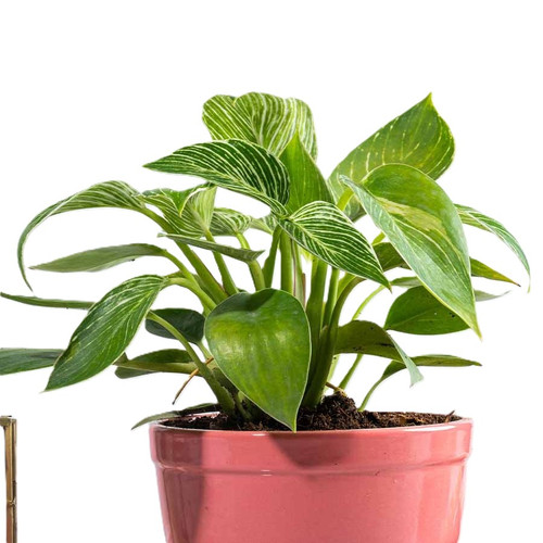 planters4set 0067 DSC 2069.jpg