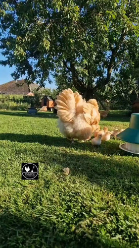 6ZLc4Zx Ez1CBMt5.jpg