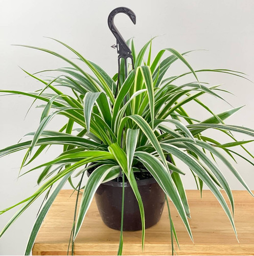 perennial no yes spider plant hy.jpg