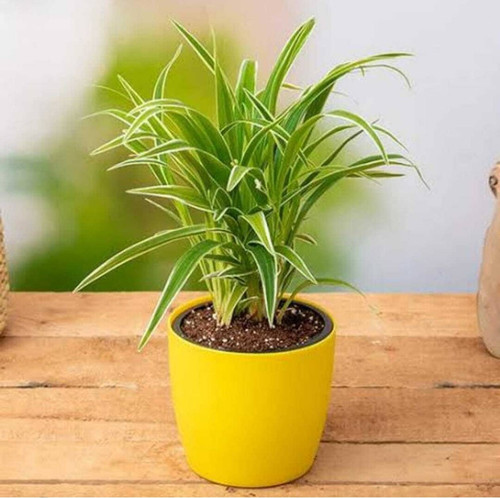 no biennial yes spider plant 1 p.jpg