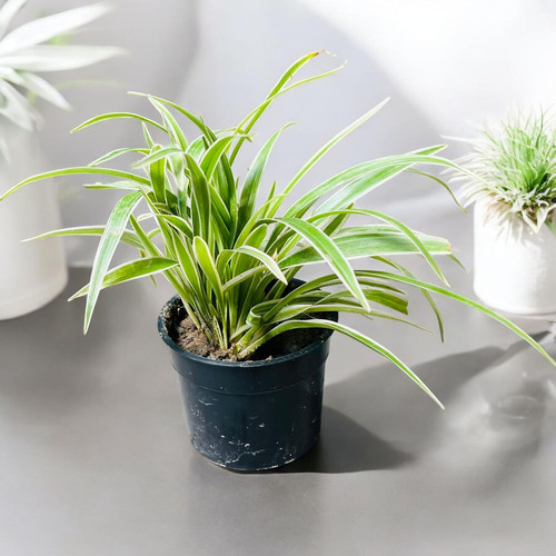 71rpO9M87RL. SL1500 .jpg