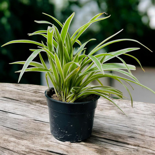 81YKc+l7wHL. SL1500 .jpg