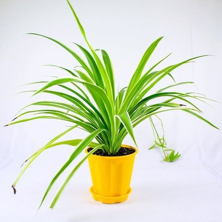 clorophitam spider air purifier.jpg