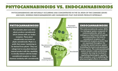 Phytocannabinoids Vs Endocannabinoids.jpg