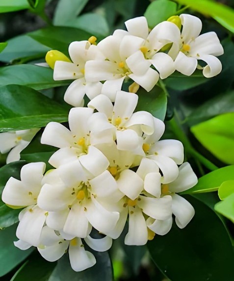 yes perennial yes madhu kamini m.jpg