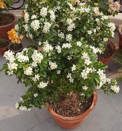 yes perennial yes madhu kamini f.jpg