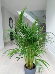yes annual yes s uxe628 areca pa.jpg
