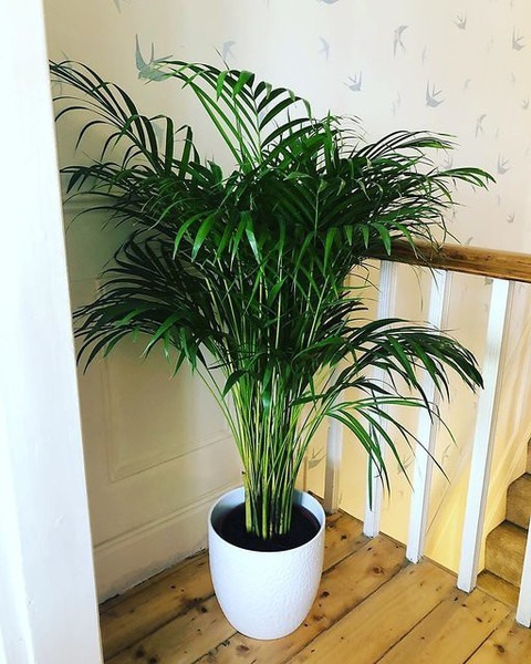 no perennial no areca plam 1 alo.jpg