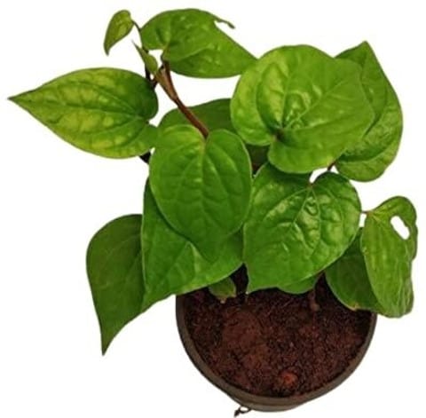 WhatsApp Image 2026 02 05 at 6.45.12 PM (1).jpg