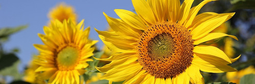 sunflower 3526871 1280.jpg