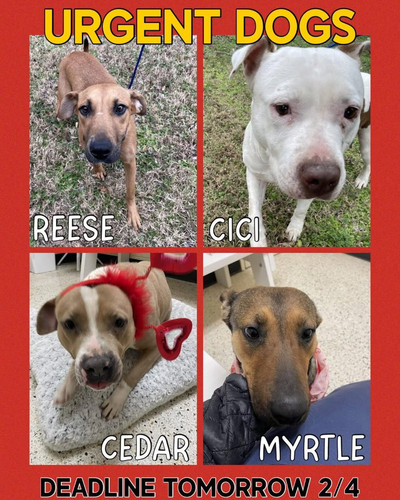 HAQyI6OXoAADAk ?format=jpg.jpg