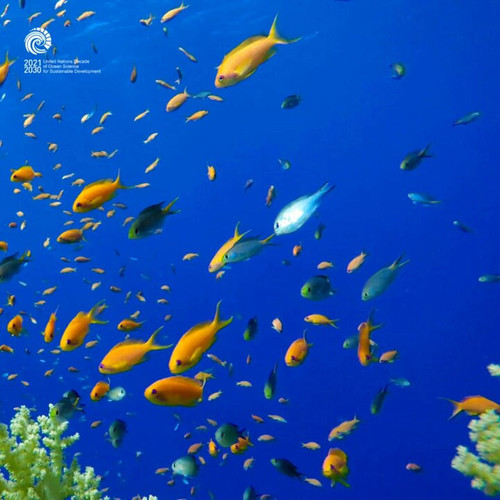 dkuWYIA1Lp0 eIef.jpg