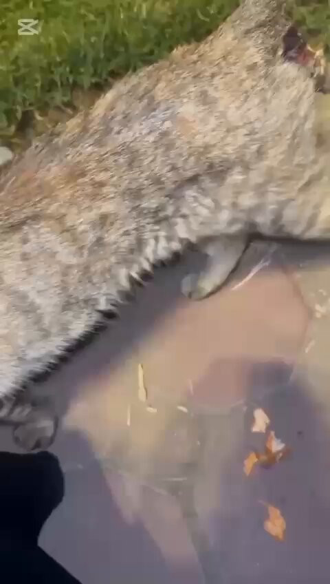 LSqcmbNSN0Lxj 3T.jpg