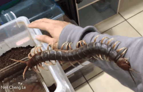 scolopendra gigantea.gif