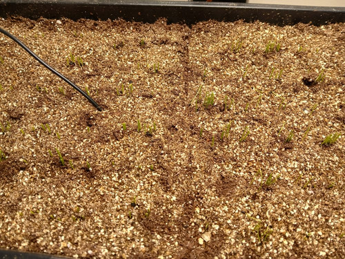 ONION SEEDS GERMINATING 3.jpg