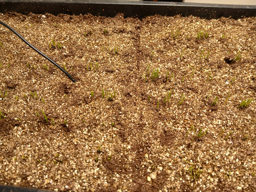 ONION SEEDS GERMINATING 3.jpg