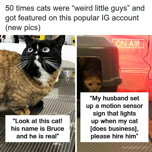 cat memes catsbeingweirdlittleguys.jpg