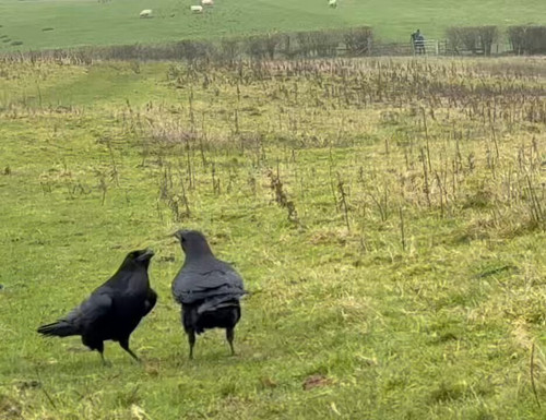 BQNSf88kXlDBU qp.jpg