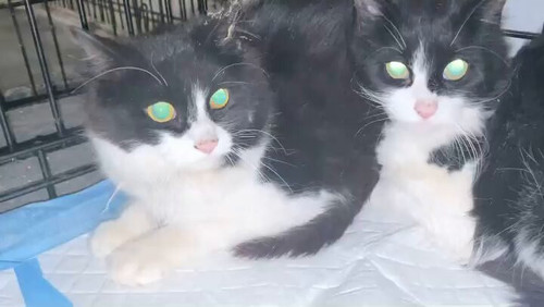 QwZGzBXKbJM CBSw.jpg